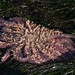 Jerry Hazard Photo 9