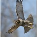 David Hawks Photo 10