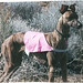 Nikki Haynes Photo 7