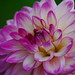 Kimberly Baird Photo 7
