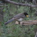 Jay Brown Photo 15