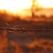 Peter Viles Photo 10