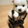 Julie Zhuo Photo 10
