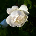 Rose May Photo 11