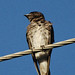 Martin Gray Photo 11