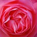 Barbara Rose Photo 18