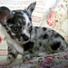 Merle Long Photo 12