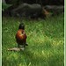 Robin Shih Photo 6