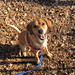 Glenn Kennel Photo 4