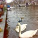 Ernie Swan Photo 8