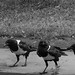 Faith Crow Photo 2