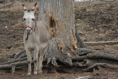 Donna Bell Photo 36