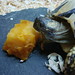 Henry Curry Photo 16