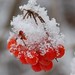 Cheryl Berry Photo 10