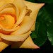 Rose Alden Photo 6