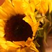 Teresa Bloom Photo 11