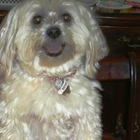 Tracey Szabo Photo 5