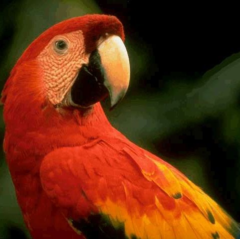 Jahed Hossain Photo 18