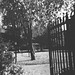 Diana Williamson Photo 13