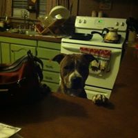 Tammy Harshbarger Photo 8