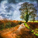 Alan Wale Photo 9