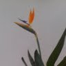 Sheila Cruse Photo 12