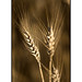 Morgan Wheat Photo 8