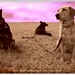 Annie Wiley Photo 7