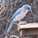 Jay Morrison Photo 6