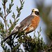 Robin Michael Photo 8