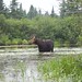 Tim Moose Photo 5
