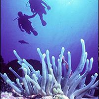 Coral Brown Photo 30