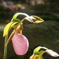 Suzanne Swan Photo 27