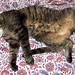 Gladys Sweet Photo 8