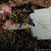 Gary Pilgrim Photo 10