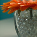Mary Bloom Photo 7