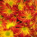 Daisy Bello Photo 8