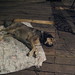 Rudy Bauer Photo 12