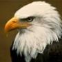 Travis Eagle Photo 15