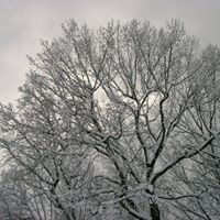Scott Lew Photo 12