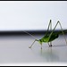 Alessandro Grillo Photo 4