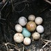 Merle Stone Photo 6
