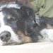Tim Collie Photo 8