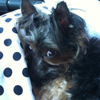 Toby Bailey Photo 43