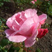 Elizabeth Rosas Photo 8