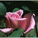 Rose Kuhn Photo 10