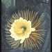 Robert Thornton Photo 13