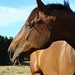 Charlie Paddock Photo 5