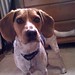 Curtis Beagle Photo 4