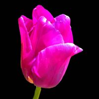 Terry Lang Photo 43